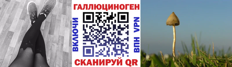 Псилоцибиновые грибы мицелий  купить наркотик  блэк спрут ссылка  Кодинск 